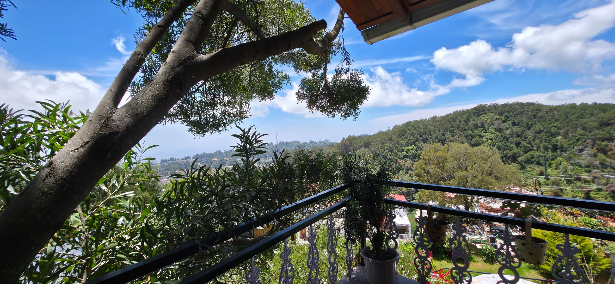 Serene Treetop Vista & Birdsong