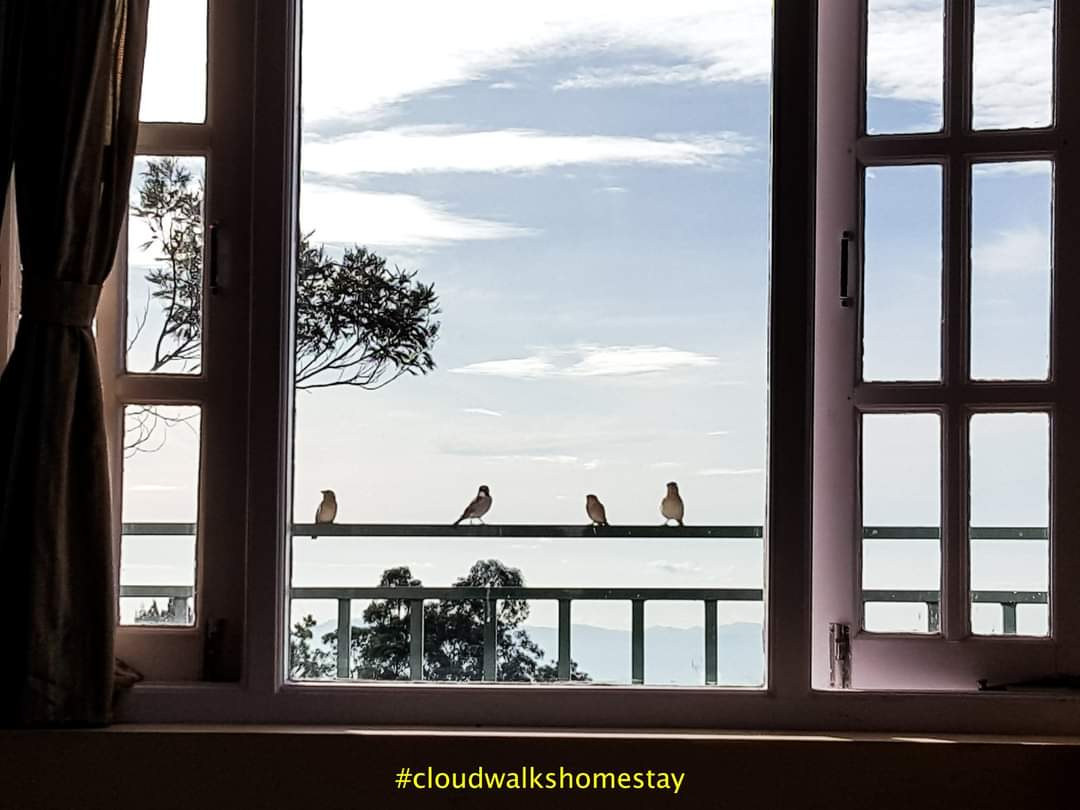 Cloudwalks® Canopy Treehouse Outdoor Surroundings